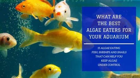 algae fish|Algae Eaters: 15 Fish & Invertebrates to Help Keep Your Aquarium Clean.